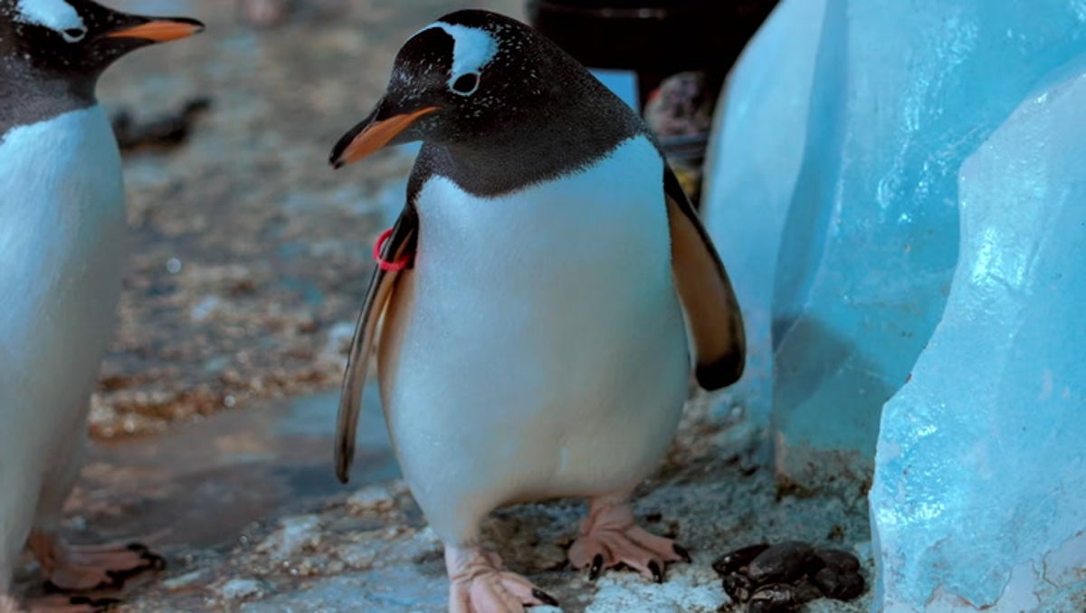 Penguins at London aquarium prepare for mating season with sweet exchange of pebbles
