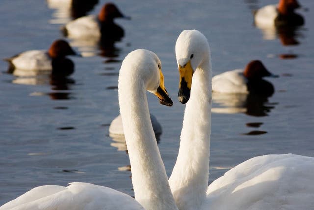Whooper swans (WWT)