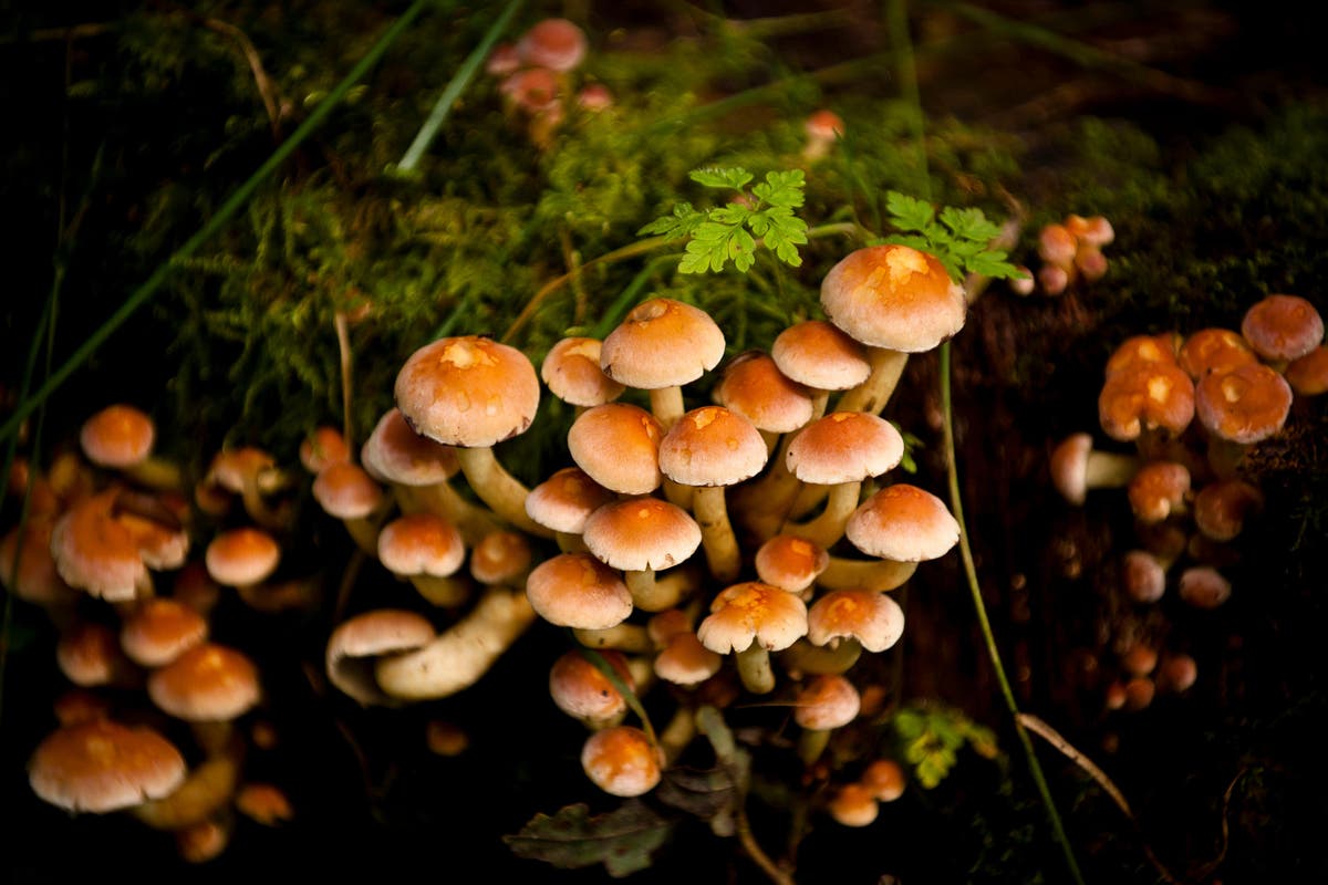 Fungi-tree planting could feed millions while capturing carbon, study says