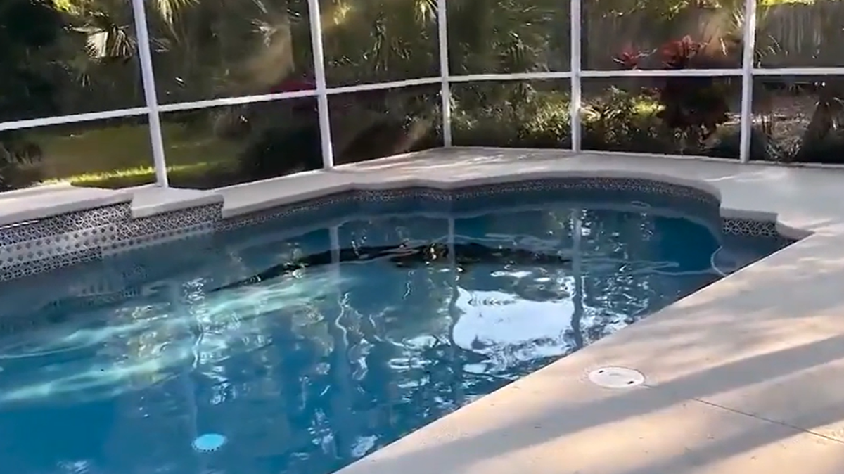 Florida resident wakes up to 400lb alligator swimming in her pool