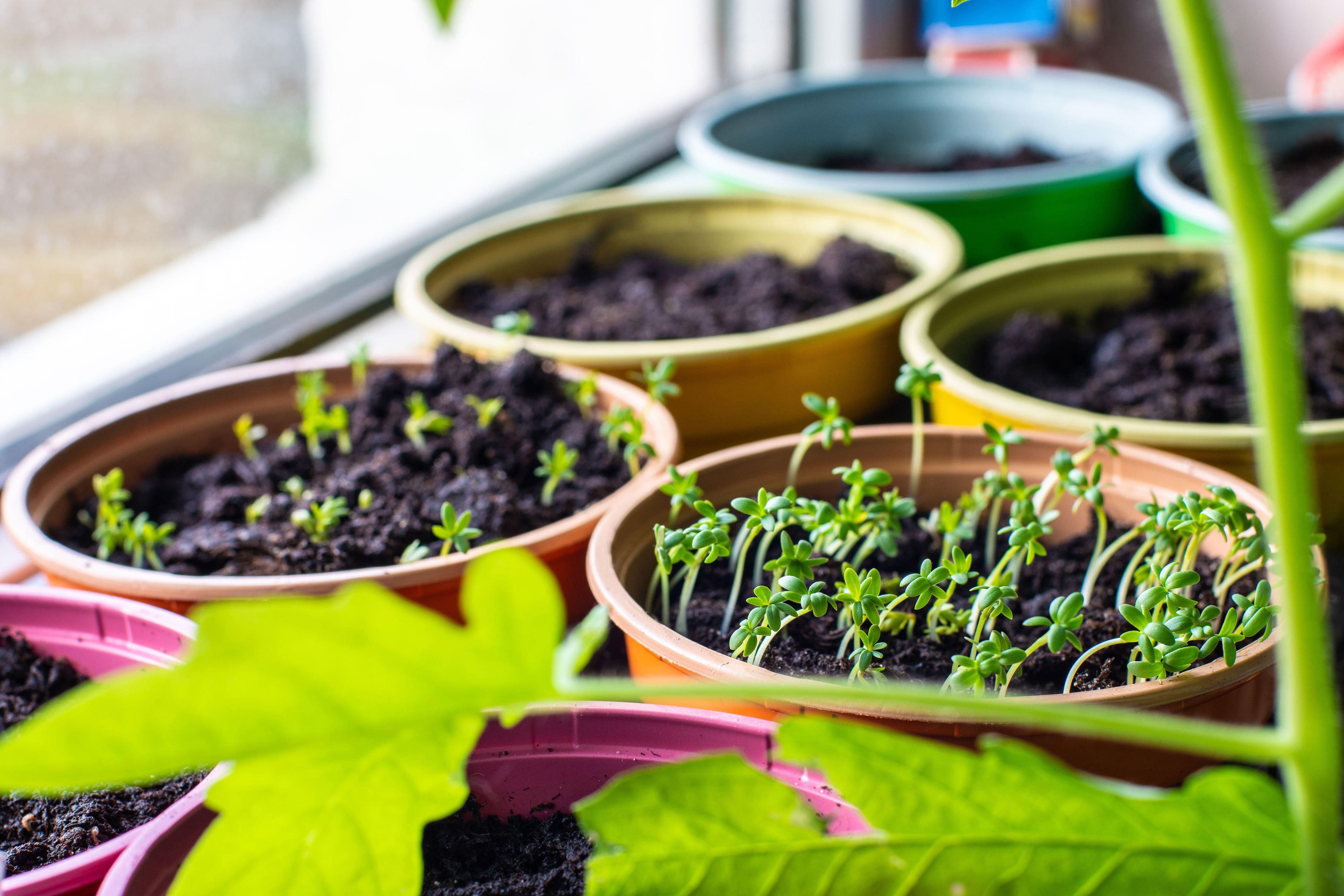 5 of the best online subscription box clubs for gardening and