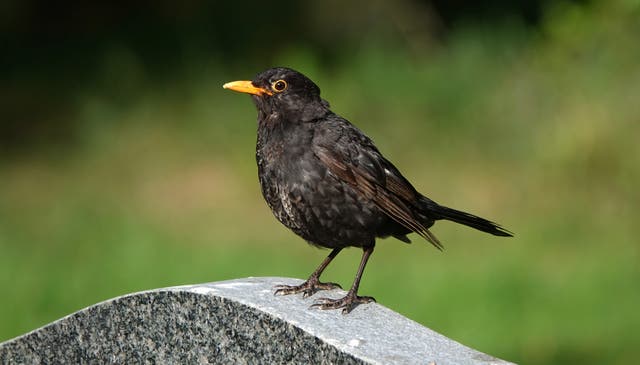 <p>Blackbirds are particularly susceptible to the Usutu virus </p>