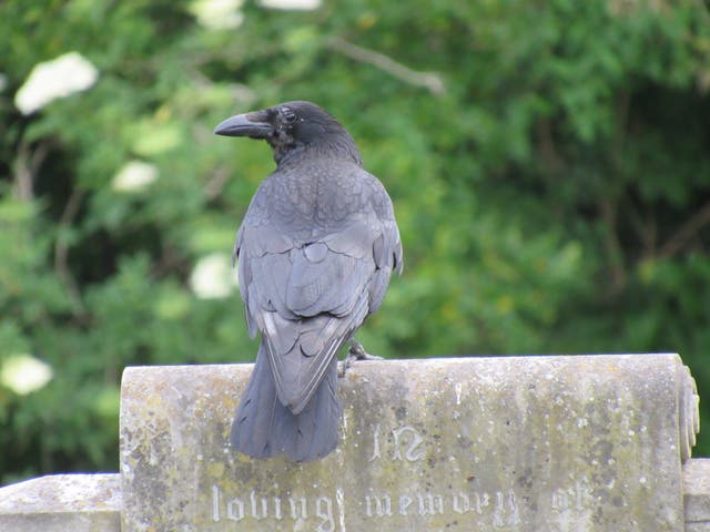 <p>Church in Newcastle allows couple’s remains to be moved after their grave is covered in bird poo</p>