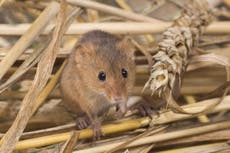 Wildlife ‘thriving’ thanks to sensitive farming in Gilbert White’s backyard