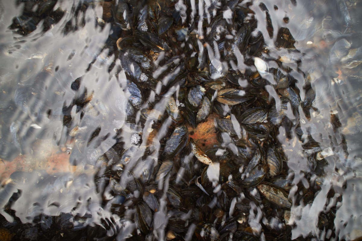 Endangered freshwater mussels squirt water to help larvae survive – research