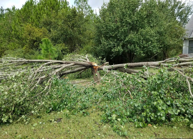 Gardening-Callery Pears