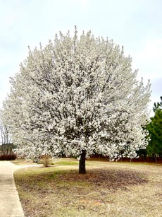 Callery pear tree: How to manage an invasive former favorite