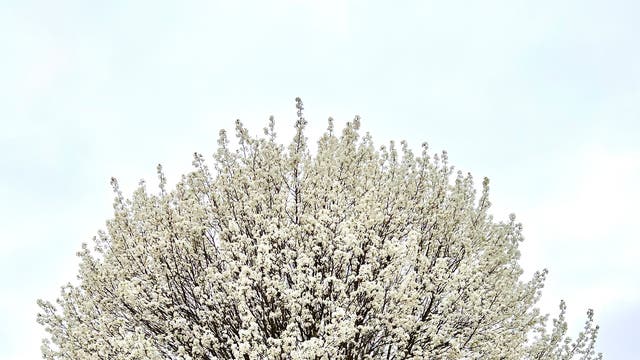 Calary Tree Callery pear tree: How to manage an invasive former favorite | The ...