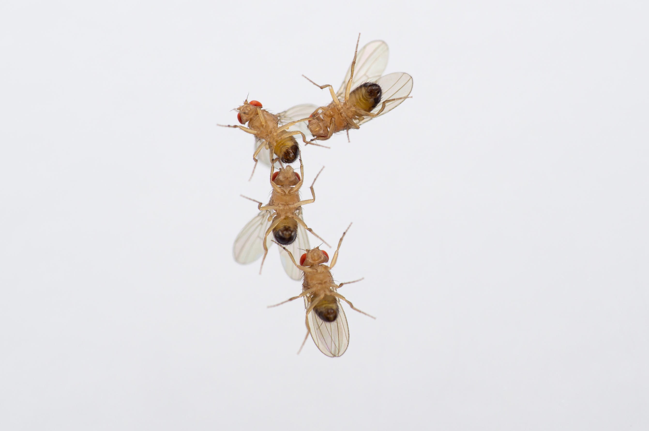 Photo issued by Max Planck Institute for Chemical Ecology of four male fruit flies attempting to court each other
