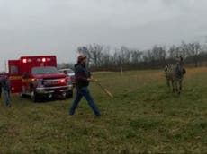 Man hospitalised after zebra attack in Ohio