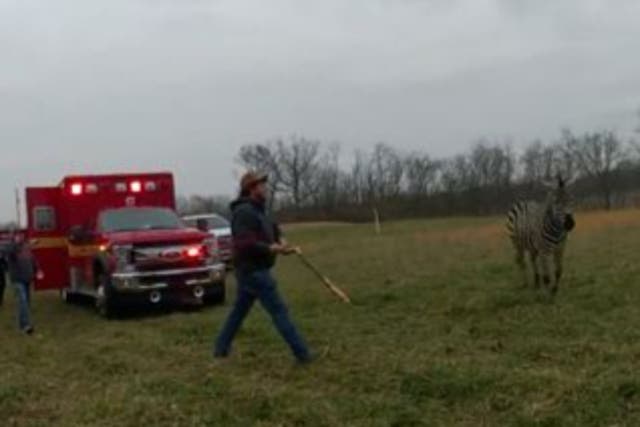 <p>A man was sent to hospital after being attacked by a zebra in Ohio</p>