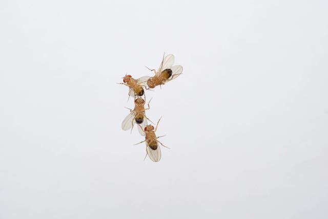 Four male fruit flies attempting to find a mate (Benjamin Fabian/Max Planck Institute for Chemical Ecology/PA)