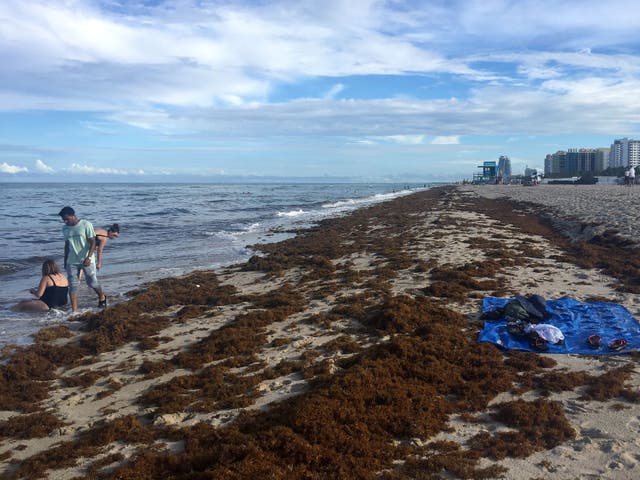 <p>Sargassum seaweed covers the shore of Miami Beach, Florida, on August 1, 2019</p>