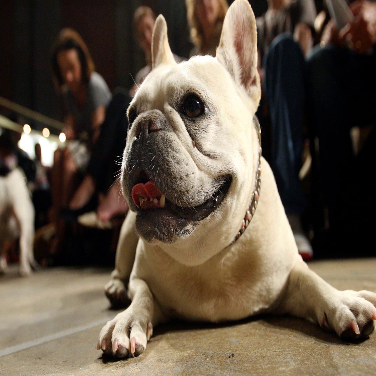 Beloved and debated, French bulldog becomes top US dog breed | The  Independent