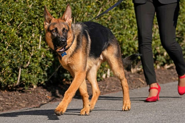 <p>President Joe Biden and first lady Jill Biden's dog Commander, a purebred German shepherd, is walked before the president and first lady arrive on Marine One at the White House in Washington, March 13, 2022</p>