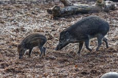 One of the world’s rarest pigs to celebrate first Mother’s Day with newborn