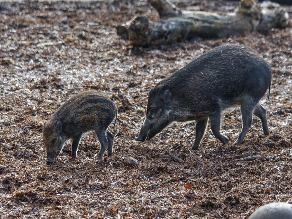 One of the world s rarest pigs to celebrate first Mother s Day  