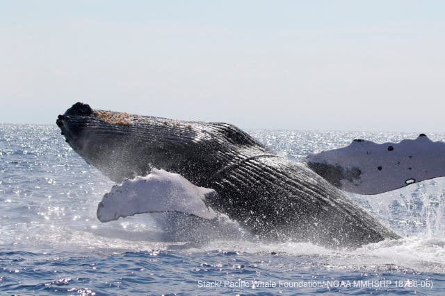Humpback Whales Lawsuit