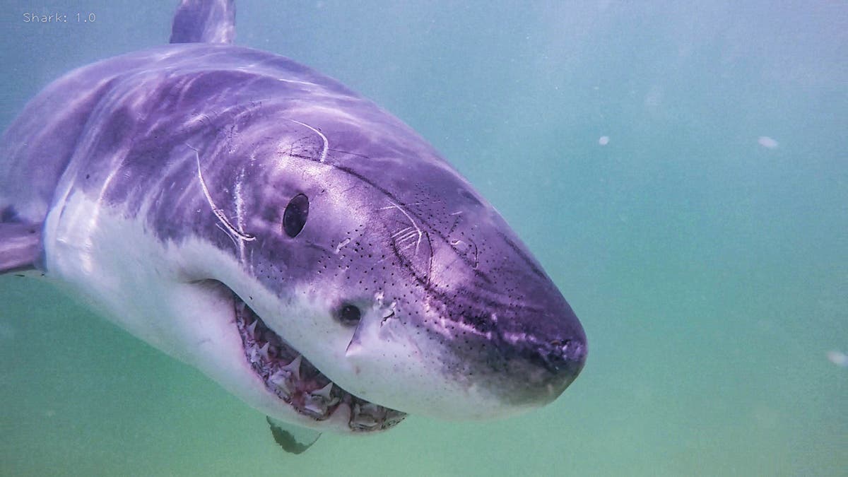 Researchers document 55 more white sharks in Cape Cod waters | The