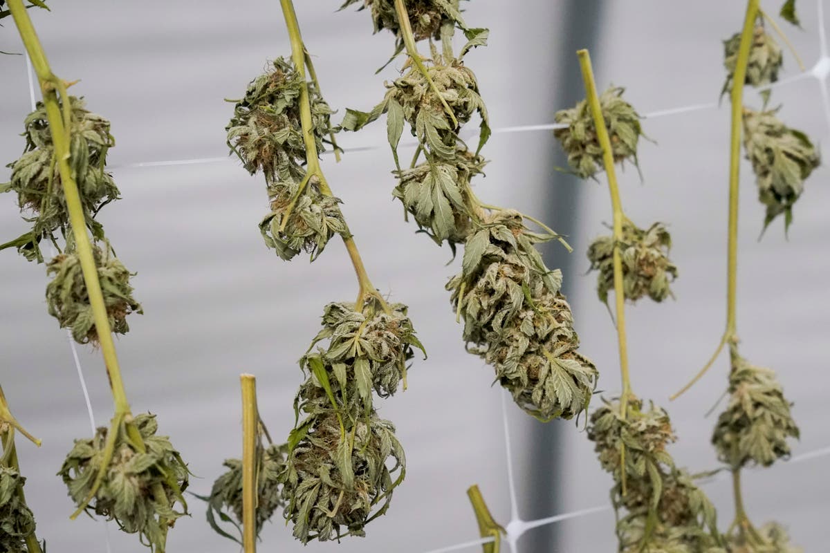 NY cannabis agencies sued by medical marijuana providers