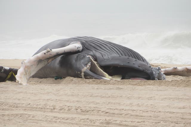 Offshore Wind Dead Whales