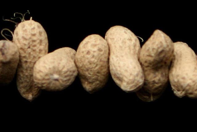 Peanut allergies could dramatically fall if babies weaned early on peanut products, study suggests (Katie Collins/PA)