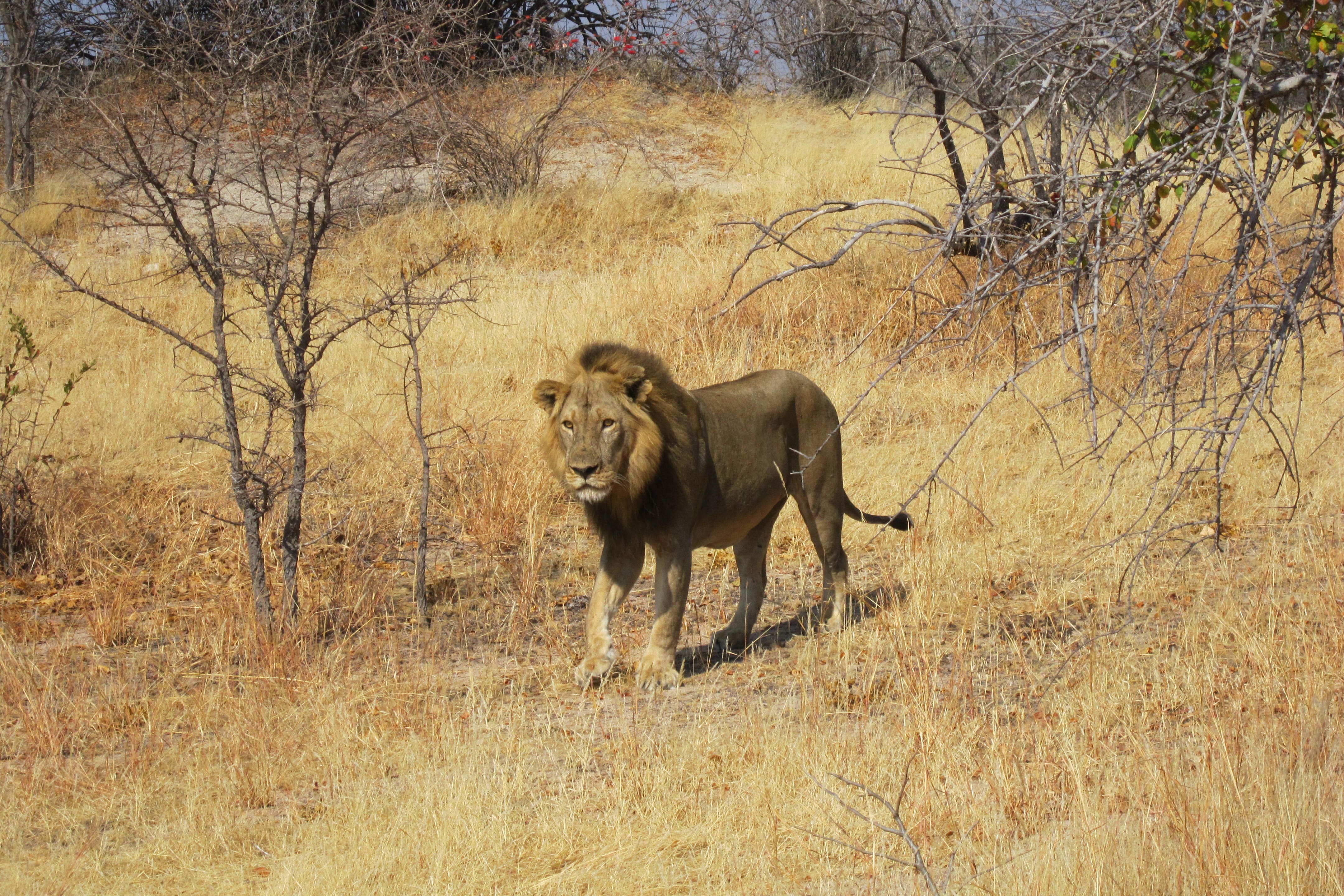 Lion conservation efforts severely underfunded, study shows