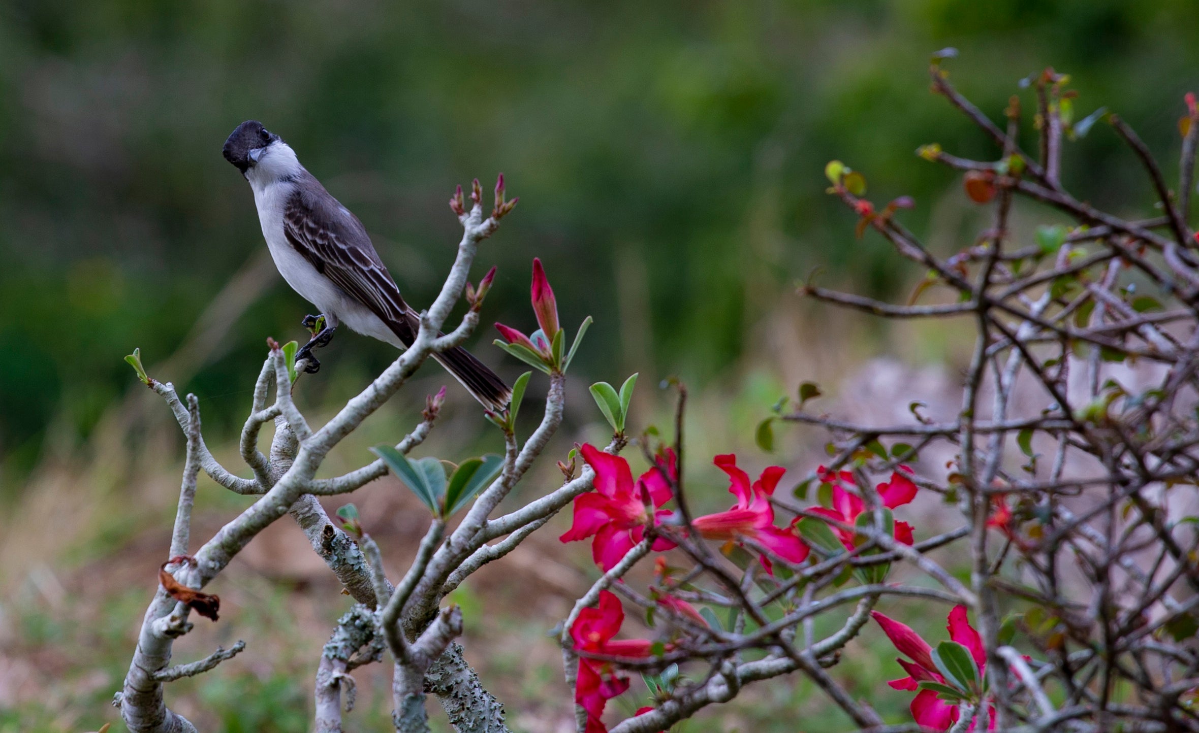 CUBA-CONSERVACIÓN MONTAÑA