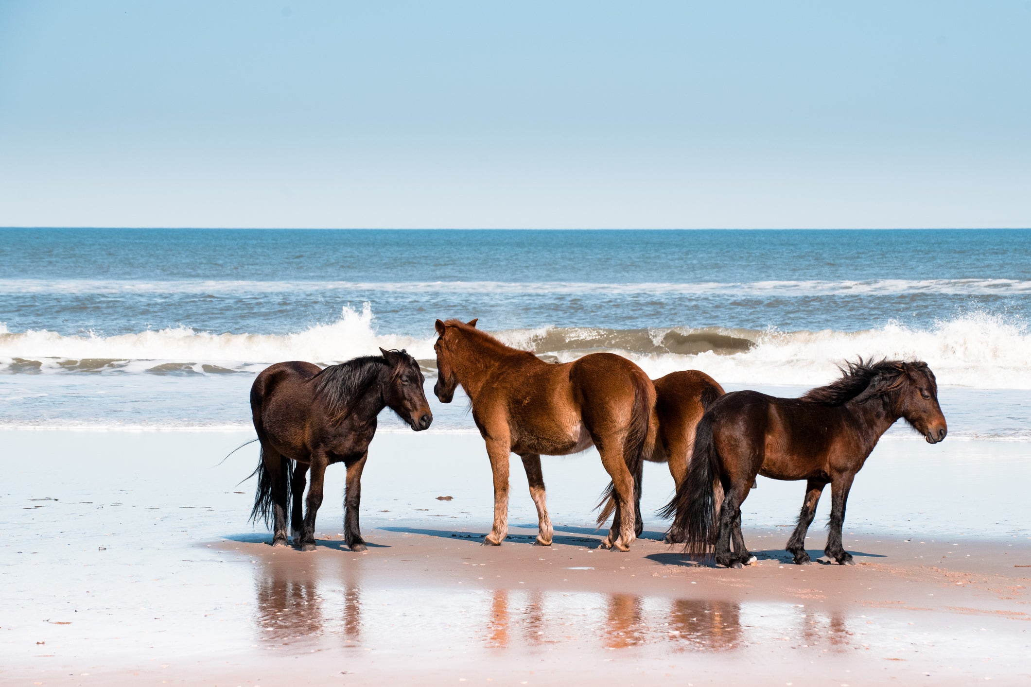 Wild horses on the beach at Outer Banks, North Carolina