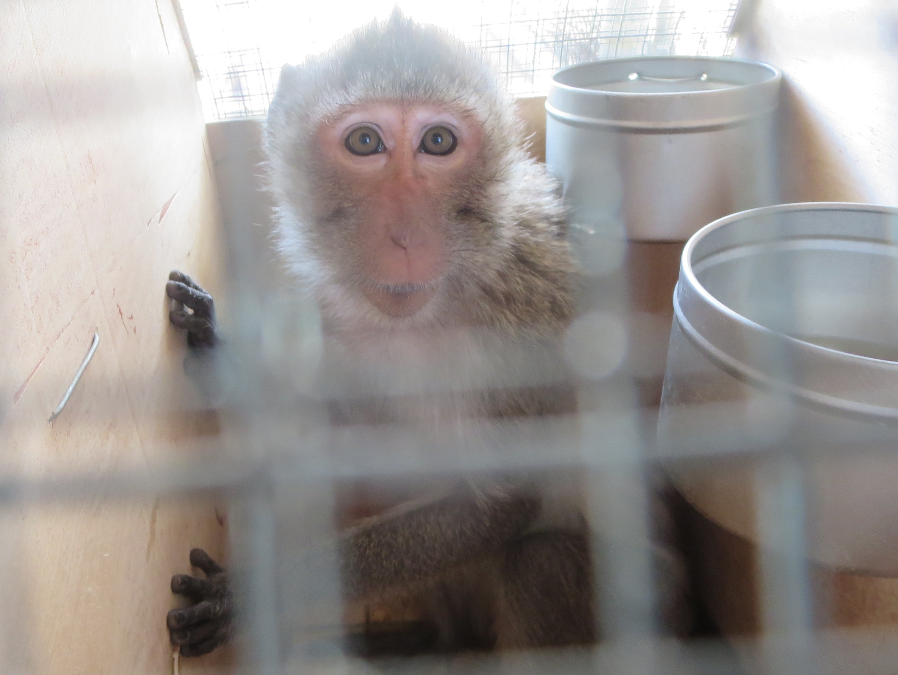 Charles River Laboratories imported the long-tailed macaques from Asia