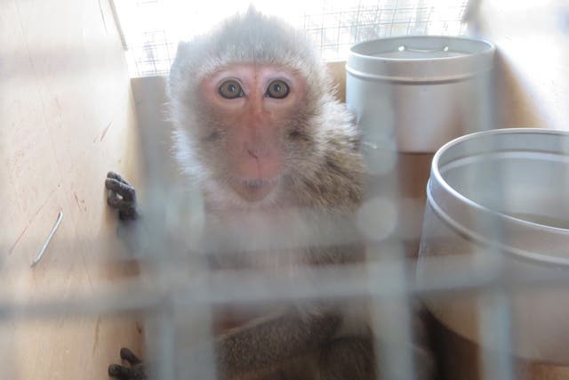 <p>Charles River Laboratories imported the long-tailed macaques from Asia </p>