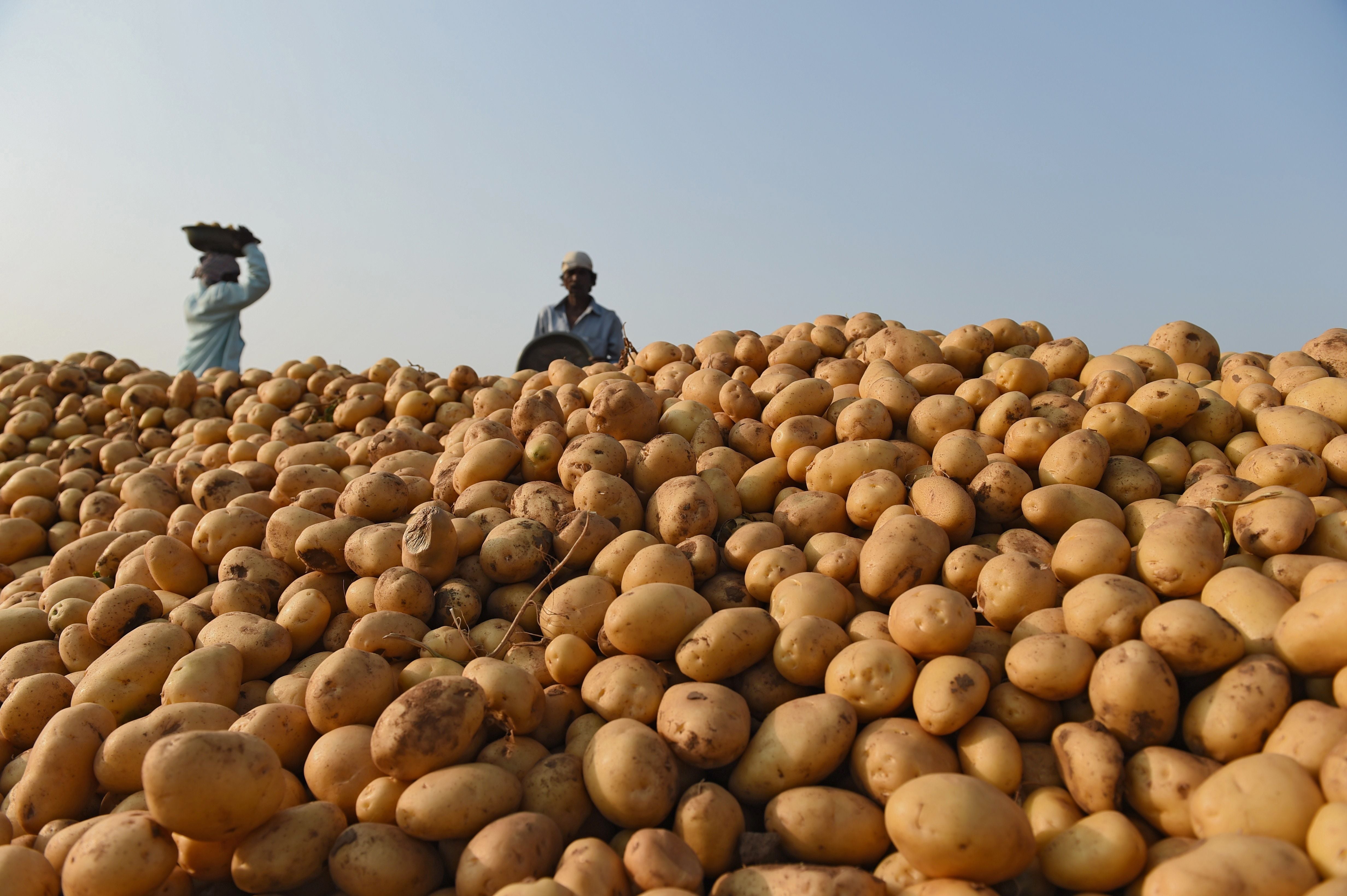 File: Indian farmers pile harvested potatoes in a field