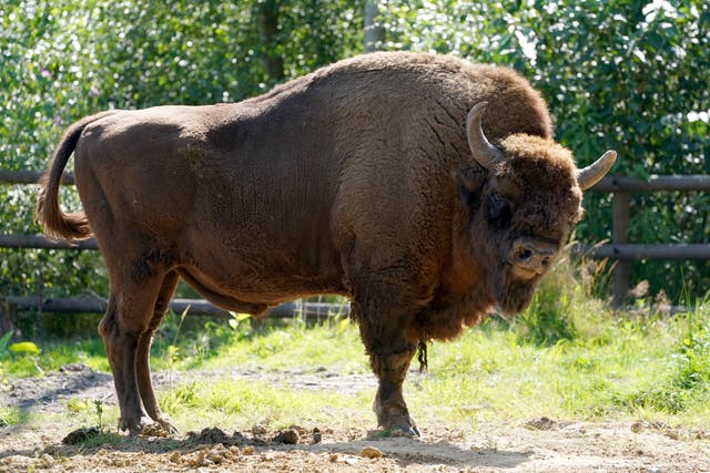 A bison rewilding project has welcomed a new cohort of grazing animals which ecologists say will help shape the landscape and improve biodiversity (PA)