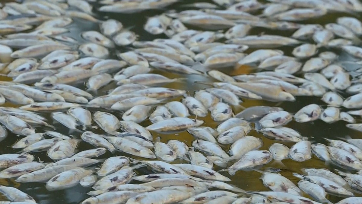 Mueren millones de peces durante ola de calor en Australia | Independent Español