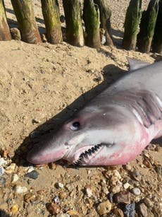 ‘Trophy hunters’ behead rare shark found on beach by TV historian