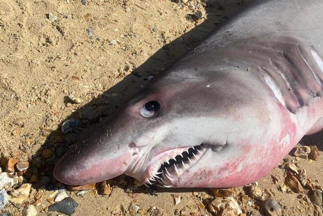 <p>A shark washed ashore on Lepe Beach in Hampshire</p>