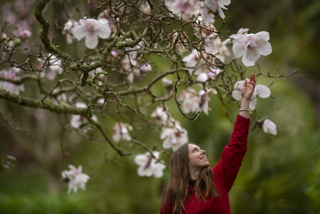 EMBARGOED TO 0001 MONDAY MARCH 20 Undated handout photo issued by the National Trust of the National Trust’s Polly Caines admiring admiring the magnolia sargentiana at Glendurgan Gardens near Falmouth in Cornwall. The National Trust have said cold weather, wind, and snow have delayed spring blossoms across the UK. Recent cold snaps, alongside the driest February in thirty years have made an impact on flowering trees and hedgerows, leaving many blooms “on pause.” Issue date: Monday March 20, 2023.