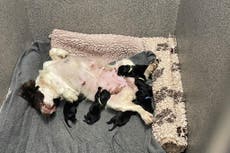 Police save six tiny puppies who were being thrown away in plastic bag