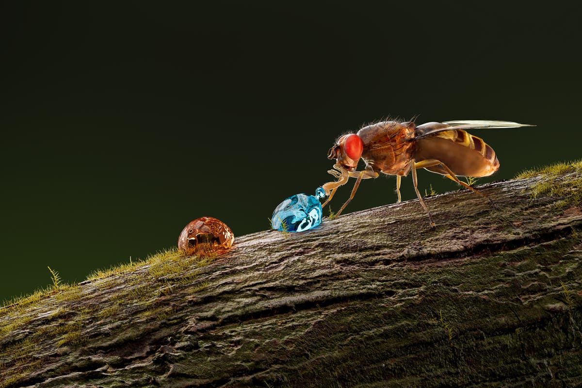 Researchers identify a new taste receptor in flies for alkaline food