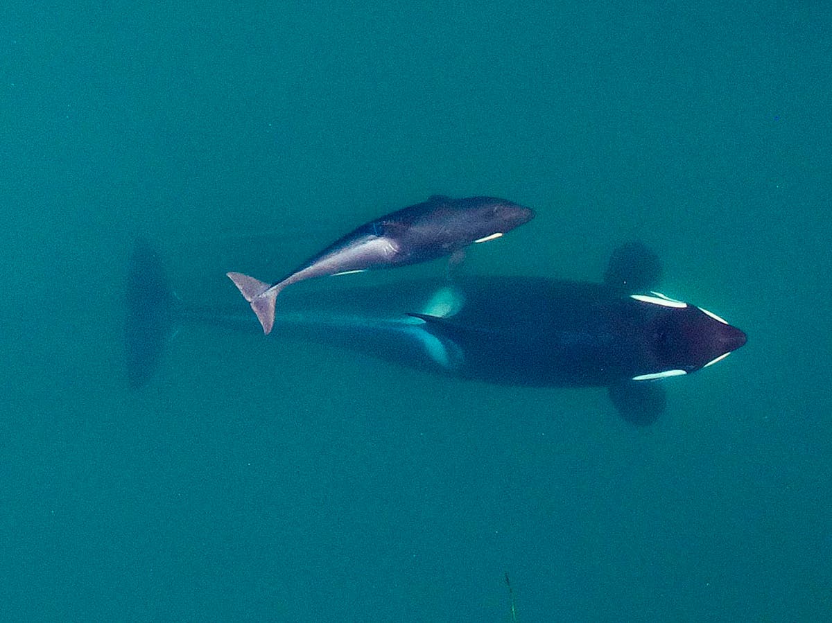 Researchers: Inbreeding a big problem for endangered orcas