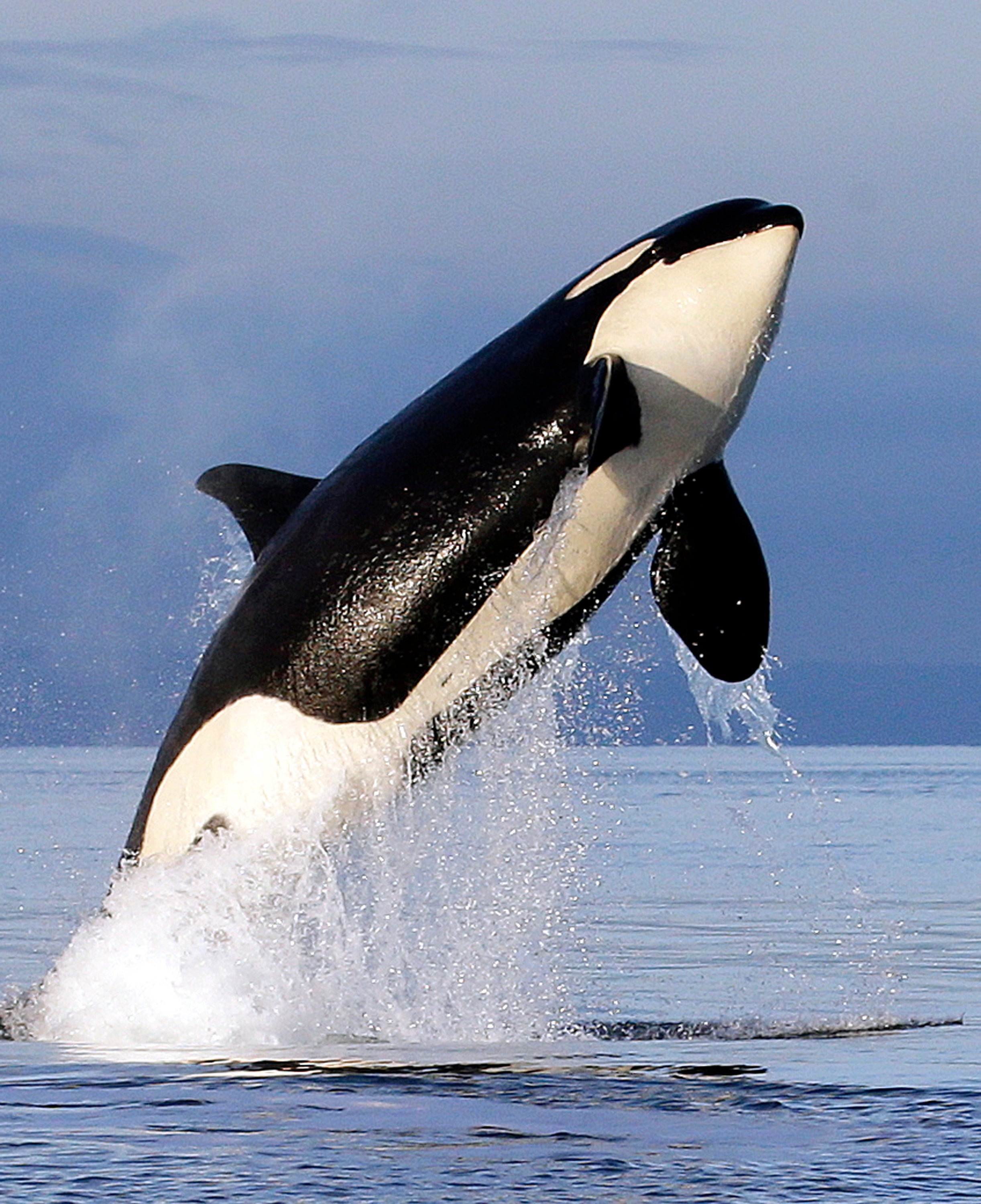 Endangered Orcas Inbreeding