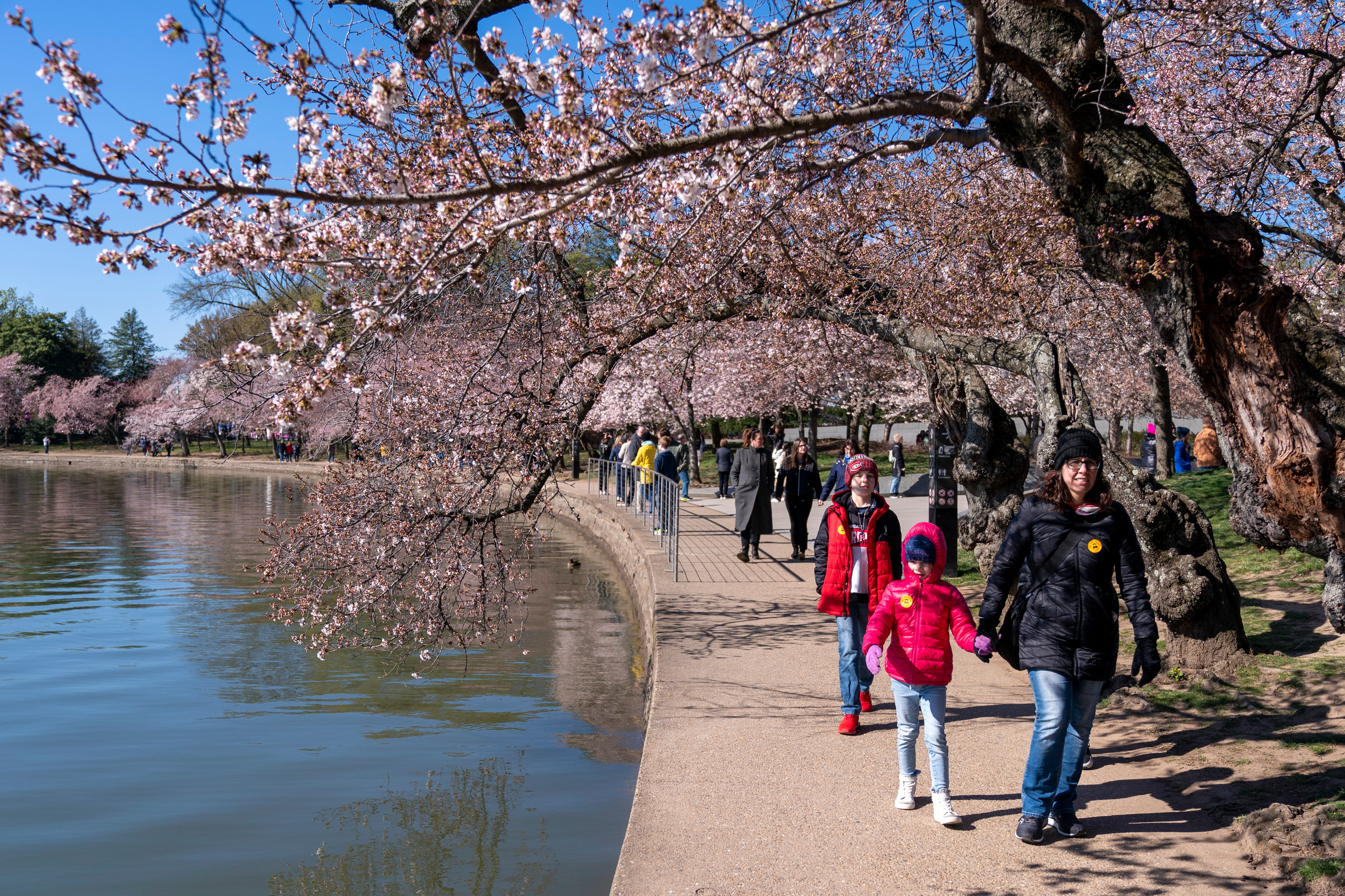 APTOPIX Cherry Blossoms Washington