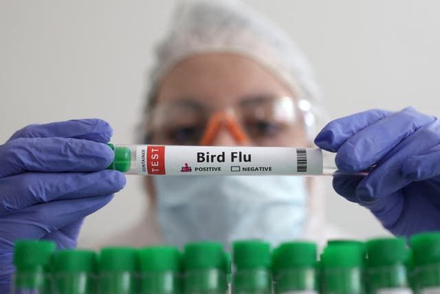 <p>A person holds a test tube labelled “Bird Flu“, January 14, 2023 </p>