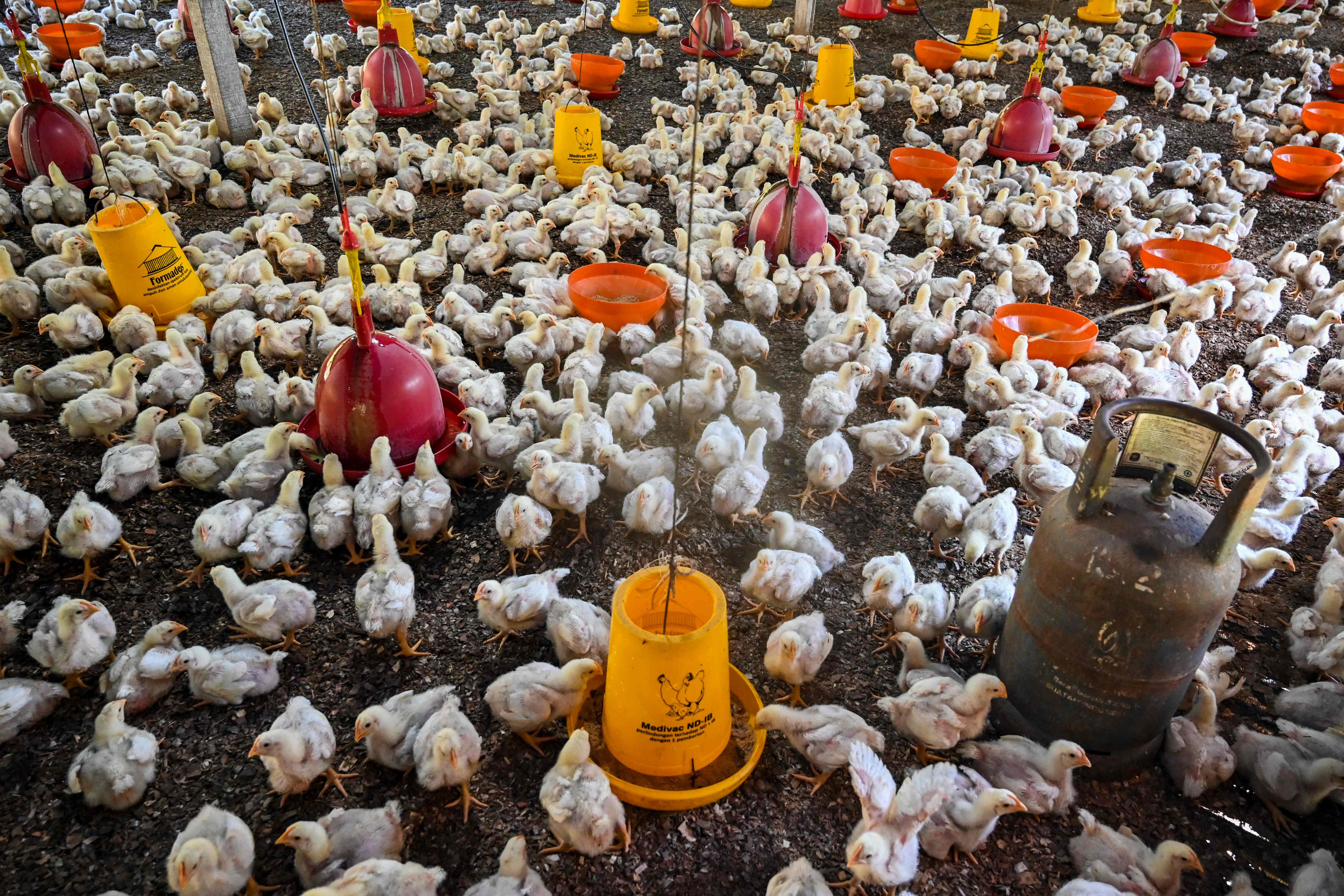 Chicks at a poultry farm during checks by government workers to examine the animals for signs of bird flu infection in Indonesia's Aceh province on 2 March this year