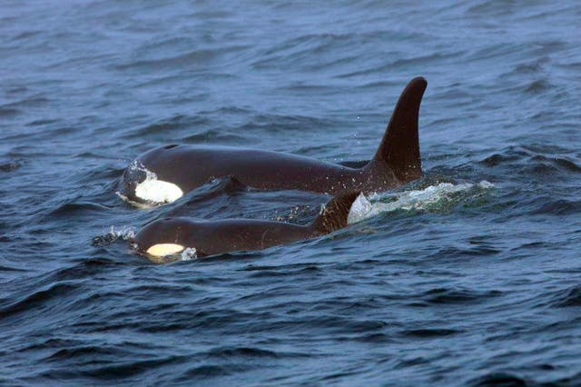 ORCAS EN PELIGRO