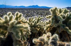 Biden designates Nevada desert sacred to Native Americans as national monument