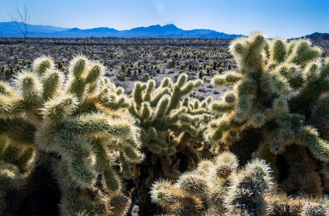 <p>Teddybear Chollas are seen within the proposed Avi Kwa Ame National Monument near Searchlight, Nevada. Biden intends to designate Avi Kwa Ame, a desert mountain in southern Nevada that's considered sacred to Native Americans, as a new national monument </p>