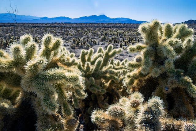 <p>Teddybear Chollas are seen within the proposed Avi Kwa Ame National Monument near Searchlight, Nevada. Biden intends to designate Avi Kwa Ame, a desert mountain in southern Nevada that's considered sacred to Native Americans, as a new national monument </p>