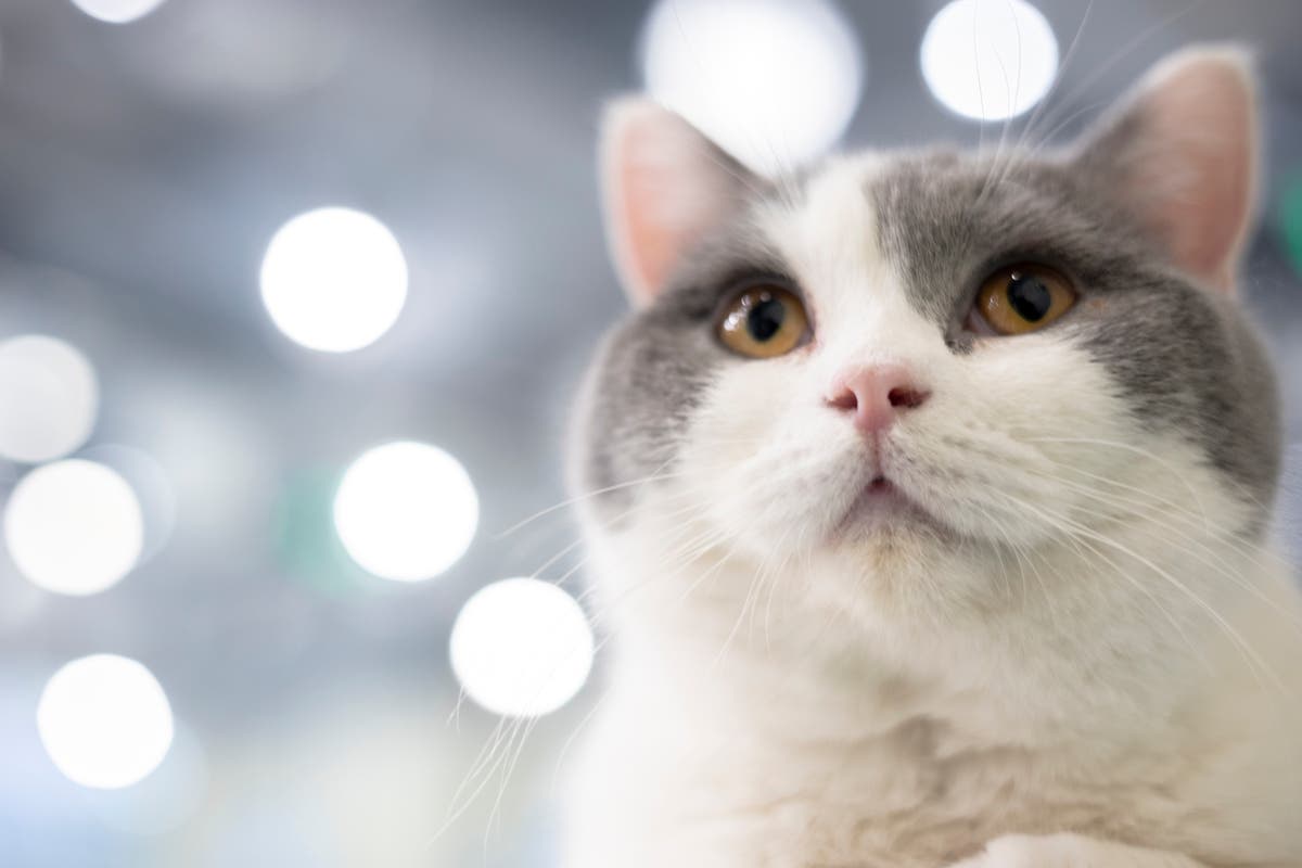 Cat found wandering the cabin aisles on flight