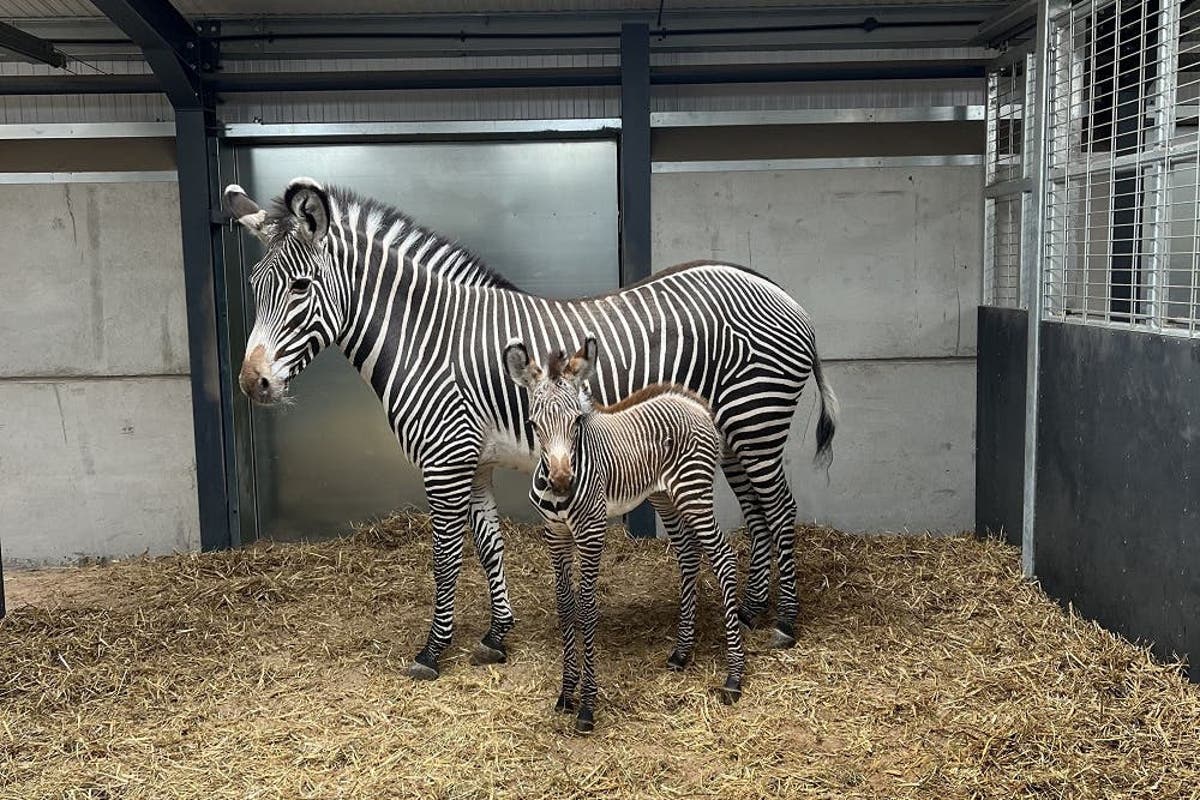 First images released of endangered zebra foal born at safari park
